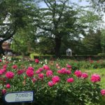 しゃくやくまつり◆5月25日(土)・26日(日)